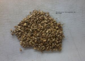 Pasture Seed Of Brachiaria Brizantha Cv. Marandu