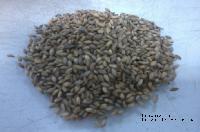 Pasture Seed Of Brachiaria Brizantha