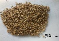 Pasture Seed Of Brachiaria Brizantha