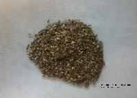 Pasture Seed Of Brachiaria Decumbens Cv. Basilisk