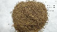 Pasture Seed Of Panicum Maximum Cv. Aruana