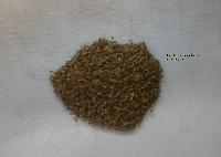 Pasture Seed Of Panicum Maximum Cv. Mombaca