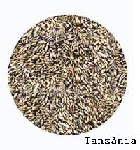 Pasture Seed Of Panicum Maximum Cv. Tanzania