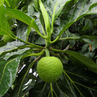 Black Pepper, Piper Nigrum