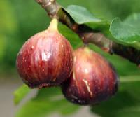 Fig, Ficus Carica