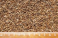 Coriander