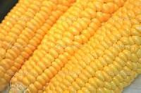 yellow corn,  Seed Type : Hybrid