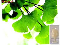 Ginkgo Leaf Extract Ginkgo Leaf Extract