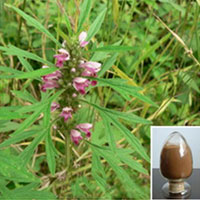 Leonuri Herba Dry Extract
