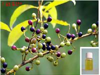 Litsea Cubeba Oil Litsea Cubeba Oil
