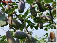 Stauntonvine Extract Stauntonvine Extract