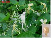 Yinqiaosan Extract Yinqiaosan Extract