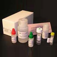molecular biology kits