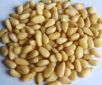 Pine Nut Kernel