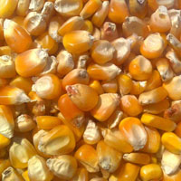 Food Grains