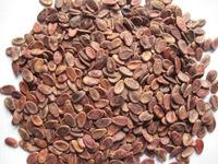 Red Watermelon Seed