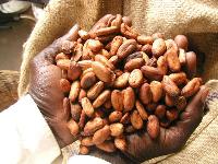 Ghana Cocoa, Cacao Bean