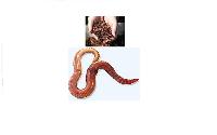 Earthworms - Eisenia Foetida