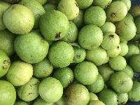 Fresh Fruits Guava