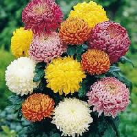 Fresh Sevanti Flowers Suppliers/Manufacture/Exporters In India