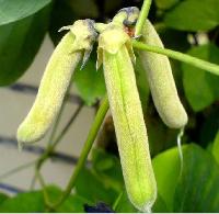 Mucuna Pruriens Extract Powder