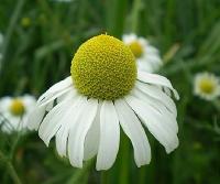 Chamomile Flower Extract Powder, Packaging Type : Light yellowish