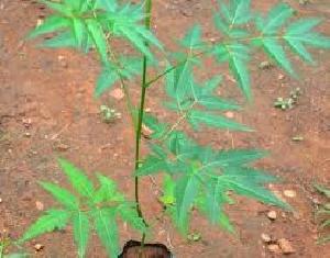 malabar neem plants