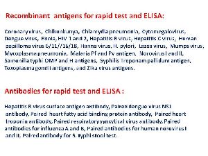 rapid test Recombinant antigen