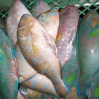 Frozen Parrot Fish