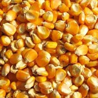 maize seeds