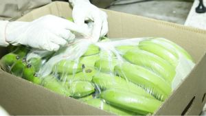 Cavendish Fresh Banana