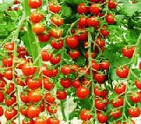 tomato hybrid seeds