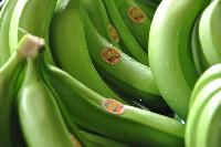 Cavendish Banana, Green Banana, Yellow Banana