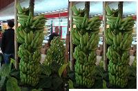 Fresh Green Banana, Cavendish Banana