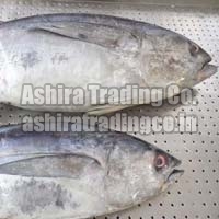 Frozen Skipjack Fish