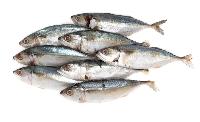 indian mackerels