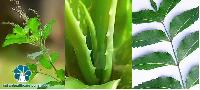 ayurvedic plants