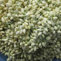 Jasmine Flowers In Canada