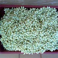 Jasmine Flowers In Germany