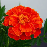 Marigold Flower