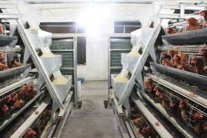 Poultry Equipment Poultry Equipment