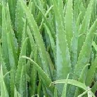 100% Natural Aloe Vera Extract