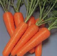 2013 Fresh Carrot
