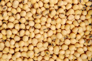 Soybeans