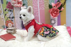 PET Clothes - Begonia