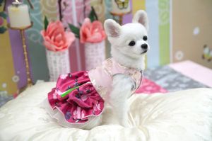 PET Clothes - Maehwa Hwangjini