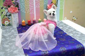PET Clothes - Soosunhwa Wedding