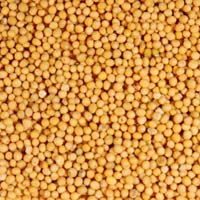 yellow mustard seeds