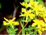 St. John’s Wort P E