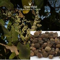 Achar , Chironji Tree Seeds ( Buchanania Lanzan )